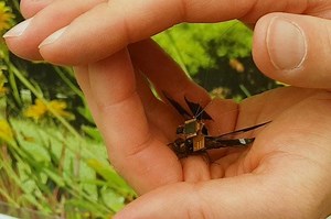 Cyborg dragonflies are officially a reality after tiny insects complete first test flight