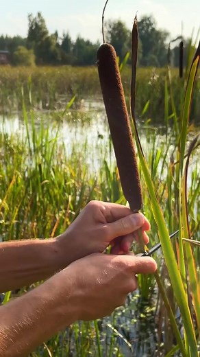 528K views · 2.2K reactions | Wilderness basics for campers! | 5-Minute Crafts Teens | Facebook