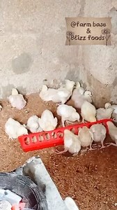 Back to our medication 🧑‍🌾 #chicken #poultry | Farm Base & Blizz Foods