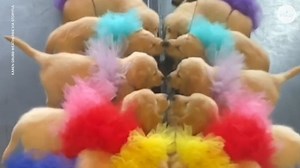 Golden retriever puppies dance in colorful tutus