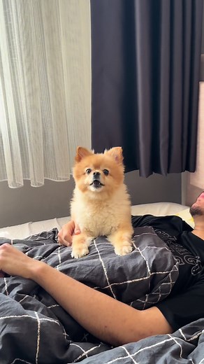 Günaydın Dobby: Sabah Selamı ve Eğlenceli Çağrı