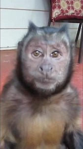 Monkey tries chips #monkey #SnackTime #tasty | MonkeyBoo