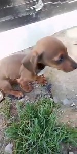 Pincuri egy mai vállalásunk, a Supervet 0-24 Állatkórházba került parvógyanúval. Verpeléten talált tacskó keverék. Csontvázra fogyott, inni iszik, de enni semmit, és rózsaszín (vérrel kevert) a hányása. A Füzesabonyi Állatvédő Alapítvány kért segítséget azzal, hogy megérti, ha nemet mondunk. Beteg kutyát, na, pláne parvós kölyköt már nem igazán fogad senki. Annyira drága a kezelés, és annyira rosszak egy kicso kölyöknél az esélyek, hogy pálcát törni sem lehet senki feje felett. Nekünk is lehetet