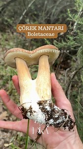 Boletaceae ailesinden çörek mantarı, nadir de olsa bulduk mevsim geçti tabii iyi aramak lazım . Mantar toplarken alt lamelleri kökünü, üst şapka kısmını fotoğraf çekerek araştırma yapmadan tüketmeyiniz muhakkak bi mantar uzmanına danışınız. #boletusaereus #boletusedulis #bolet #çörekmantari #rain #mushroom #naturel #mantar #mantarlar #kaşif #reelsinstagram #reels | Doğanın Kalbindeki Adam