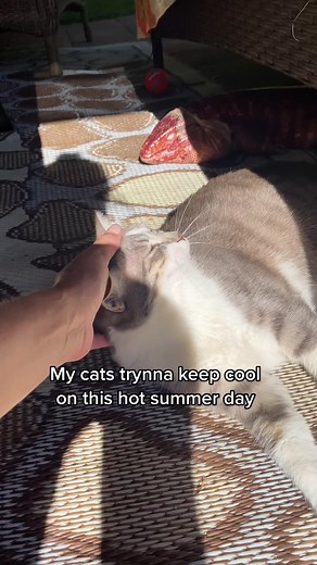 Discovering a Tegu Lizard Under the Sofa