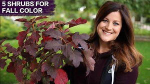 Five awesome shrubs for fall color! 🍁🍂🍁 | Garden Answer