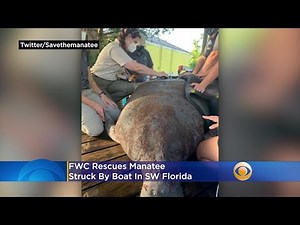 FWC Rescues Manatee Struck By Boat In SW Florida