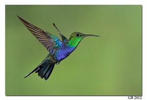 Fork tailed woodnymph - Alchetron, The Free Social Encyclopedia