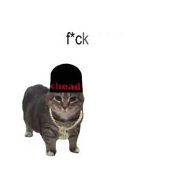 UIA Cat Cover - band u i a band #cats #fyp #foryou