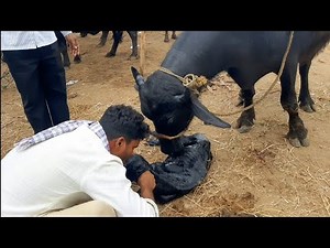 Buffalo giving birth to Lovely female calf | Buffalo delivery | Buffalo delivery after care | murrah
