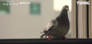 oh sehun as go yoo in the highlight video of ‘우리가 사랑했던 모든 것 (all that we loved)’ 🎥✨ go yoo: *spots a pigeon* oH! AHHH! GO AWAY! PLEASE GO AWAY! ( •̀ . •́ ) joonhee: *shakes head* gosh… ©️milkteus #SEHUN #EXO WeAreOne❤️ | I Love EXO