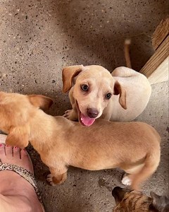 Remember these two puppies that were found abandoned by a CBP agent just a few days ago? They are now vaccinated and dewormed and….happy! They know they are safe and headed to a good life! A huge THANK YOU to our amazing donors that helped with their care! | The Buddy Foundation