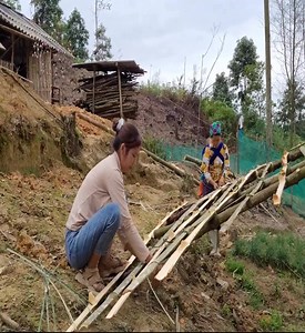 3.1K views · 79 reactions | Harvest the cabbage garden to sell, build a trellis for the pumpkin plants to climb #PoorMother #singlemother #singlemom | Master Vid | Facebook