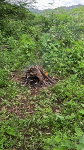 24K views · 633 reactions | Kinabuhi sa Mag-uuma #buhaymagsasaka #buhayBungkalero #canadalife | Torogi WarriorS | Facebook