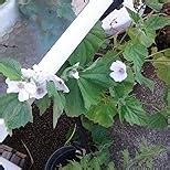 Plant Good Seed Organic Marshmallow Seeds for Planting: Perennial Flower and Tea Herb, Creamy White Roots - 50 Seed Packet