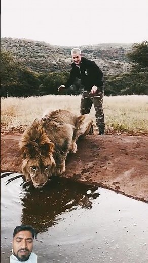 Scaring A Lion 🦁🦁 #shorts #viral #trending