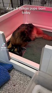 16K views · 1.3K reactions | Guardian Angel German Shepherds #willow #puppies #newborn #germanshepherd | Guardian Angel German Shepherds | Facebook