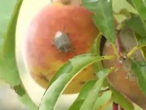 Carrot and Stick: Luring the Brown Marmorated Stink Bug to an Early Demise
