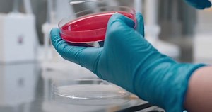 Микробиолог вручную обрабатывает блюдо Петри с: стоковое видео (без лицензионных платежей), 3789700119 | Shutterstock