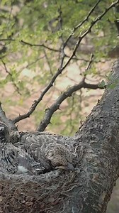Incredible Parenting in the Wild: Bird Feeding Chicks | Natural Bird Check