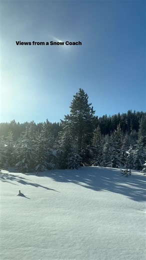 6.9K views · 174 reactions | The interior of Yellowstone is beautiful in her winter coat. | Wild Love Images - Julie Argyle Wildlife Photography #shootwithacamera | Facebook