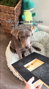 Turn your problems into solutions!✂️🐾 #dogproduct #dogtips #petlover