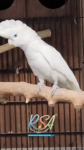 The Ghost Bird of the Solomon Islands 👻🦜 | Rare Ducorps' Cockatoo Exposed! #DucorpsCockatoo #ExoticBirds #NatureDocumentary #RareAnimals #CockatooLove | Parrotfya