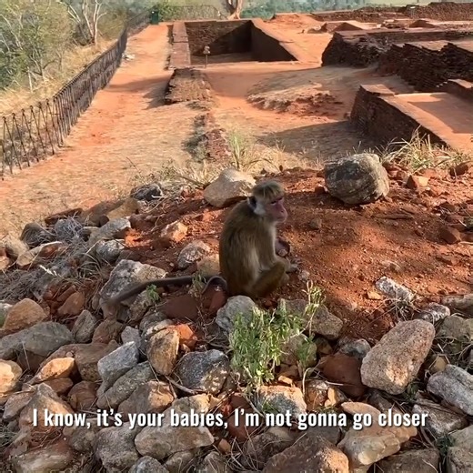 Up Close With Monkeys In Sri Lanka | Bucket List Travels