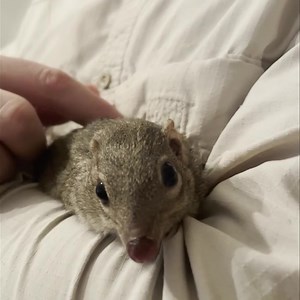 Scrat the Tree Shrew 😍😍😍😍😍 Over the few months I have been working with Scrat to try and habituate her to be able to attend education events. They are an extremely interesting group of animals. The common treeshrew (Tupaia glis) is a small mammal in the treeshrew family Tupaiidae, and is native to Thailand, Malaysia, and Indonesia. It has been listed as Least Concern by IUCN as it remains common and displays some adaptability to ongoing habitat loss. The common treeshrew is one of the large