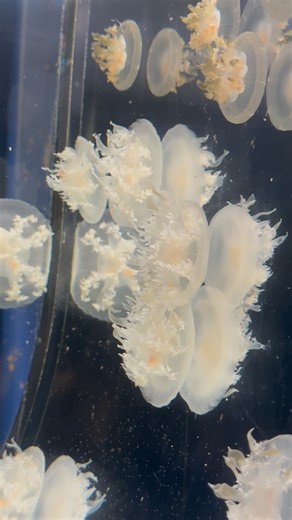 京都水族館 on Instagram: ". 触手を上に向け、傘を下にして生活する変わり者の「サカサクラゲ」༊*·˚ 普段はあまり泳がず、水槽の底や壁にくっついていることが多いんです💡 この独特な姿勢は、体内に共生している「褐虫藻（かっちゅうそう）」と関係があります。 褐虫藻は主に触手に多く存在し、光合成をおこなうため、光を効率よく浴びられるように逆さまの姿勢で生活していると考えられています🌿☀️ ˖ ┈┈ ˖ ࣪⊹ ┈┈⊹ ࣪˖ ┈┈˖ ࣪⊹⊹ ࣪˖ ┈┈ ˖ ࣪⊹ ┈┈⊹ ࣪˖ ┈┈˖ ࣪⊹ 📢ˊ˗ 「イルカのがっこう」Ver.2 開催中.ᐟ.ᐟ 📢ˊ˗ 「くらげと傘と風鈴と」開催中.ᐟ.ᐟ 📢ˊ˗ 8/24まで！「夜のすいぞくかん」開催中.ᐟ.ᐟ ※詳細は公式HPをご覧下さい。 . . . #京都水族館 #サカサクラゲ #夏 #夏休み #神秘的 #かわいい #クラゲ #水族館 #수족관 #水母 #京都 #幻想的 #癒し #jellyfish #upsidedownjellyfish #kyoto #aquarium #kyotoaquarium"