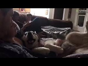 Crazy husky literally screams at his entire family