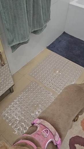 So we have this weird shower/bath built long ways into the wall.. anyways, Rexy is too heavy to safely lift in and out so he had to learn to do it himself. He's quite a clumsy puppy still, so this was great confidence building for him as well as making bathing him easier in the future. I've put down non stick mats to help make it safer for him too (highly recommend if bathing dogs at home!). | Kindred Paws Animal Training