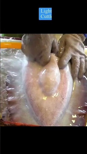 Masterful Speed The Quickest Way to Cut Live Cuttlefish #cuttlefish #fastest #cutting