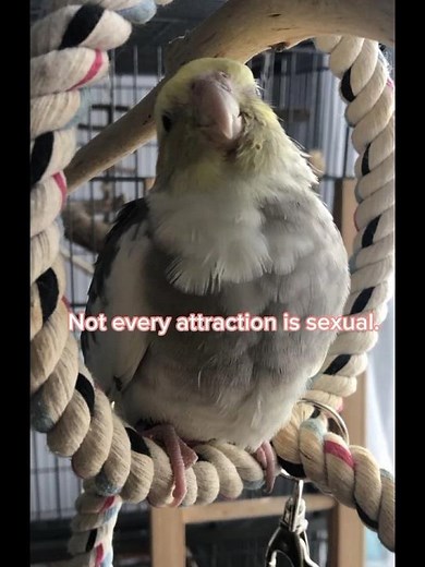 my friend explains beastiality and zoophilia ( REAL HD 4K ) #zoopride #noncontactzoo ‪@Gooseber‬