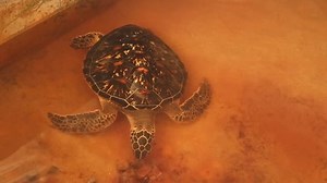 Adult Turtle Swimming Pool Conservation Area: стоковое видео (без лицензионных платежей), 7373695 | Shutterstock