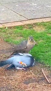 1.2K views | Eagle catching my raching hommer pigeon #eaglecatchingpigeon #eagle #pigeon #birds #reelsfbシ | Wild BIRDS | Facebook