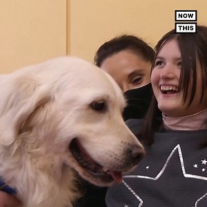 33K views · 467 reactions | Soul the therapy dog is helping kids with disabilities ease back into classroom work after 6 months at home due to COVID-19 ❤️ | NowThis | Facebook