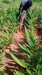 Unleash the healing potential of nature with Bagdara Farms, where every turmeric supplement is born from a deep commitment to organic farming and environmental care. Our products are more than just supplements; they are a celebration of nature’s finest, grown in pesticide-free soil to deliver maximum health benefits. From enhancing your body’s natural defenses to reducing inflammation, our turmeric is packed with the power of pure curcumin. By choosing Bagdara Farms, you’re not only prioritizing