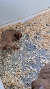 1.6K views · 110 reactions | Charmello pups on Saturday | Gooseberry Labradoodles | Facebook