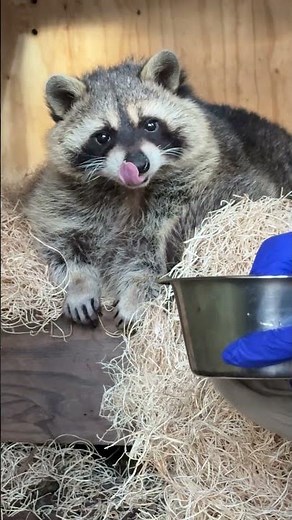 Macro and Gerald are in their breakfast in bed era ☀️☕️