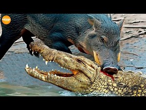 15 Wild Boar Battles and Brutal Attacks