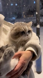 The kitten’s first snow experience 🐈❄️ #reelsfacebook #fypシ #reelschallenge #usareels #facebookreel #cat #usa #foryou | BarqMeow