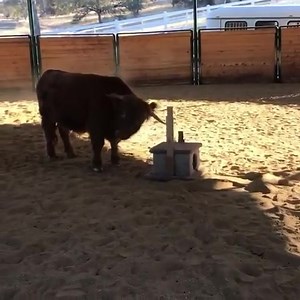 1.4K views · 277 reactions | #Tbt #fbf Remember the cat tree? Buckley loved that thing and slowly destroyed it. But boy did he have fun doing so! | Buckley the Highland Cow | Facebook