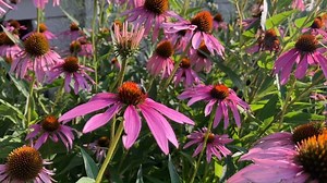 The inside of the Teen Library is always bustling with activity, but did you know that the outside is a hot spot for nature as well? The Teen Library is a certified monarch waystation as well as having native plants and outdoor gardens. | Eckhart Public Library | Facebook