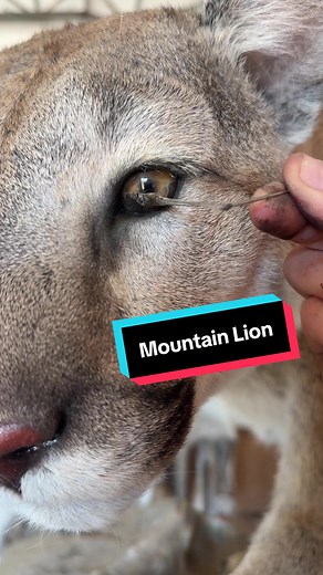Cleaning lion eyes 👁️🦁🌲🐅 #wildlifeart #taxidermy #mountainlion #animaleyes #eyes