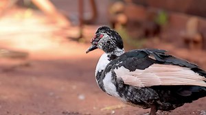 Muscovy Duck Animal