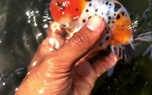 7K views · 89 reactions | A deep black hue began to emerge, to balance the color scheme of this calico cow ranchu. | The Koi and Goldfish Factory | Facebook