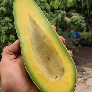 1.9K views · 48 reactions | What would you make with this HUGE AVO 陋陋陋陋陋 We want these @miamifruit  | Vegan Bowls | Facebook