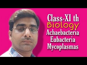 Unicellular Prokaryotes ( Monerans )