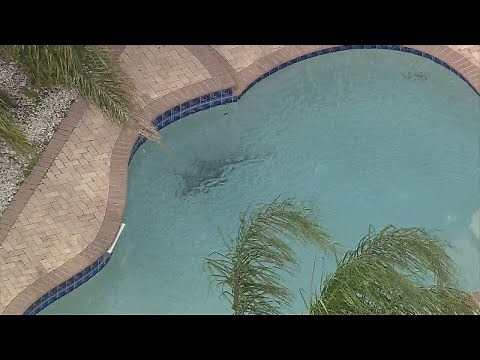 Video: Alligator goes for a swim in Orlando homeowner's pool